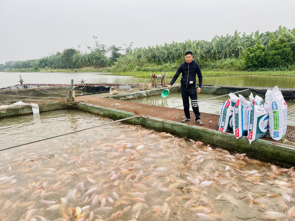 Phát triển bền vững nghề nuôi cá lồng trên sông