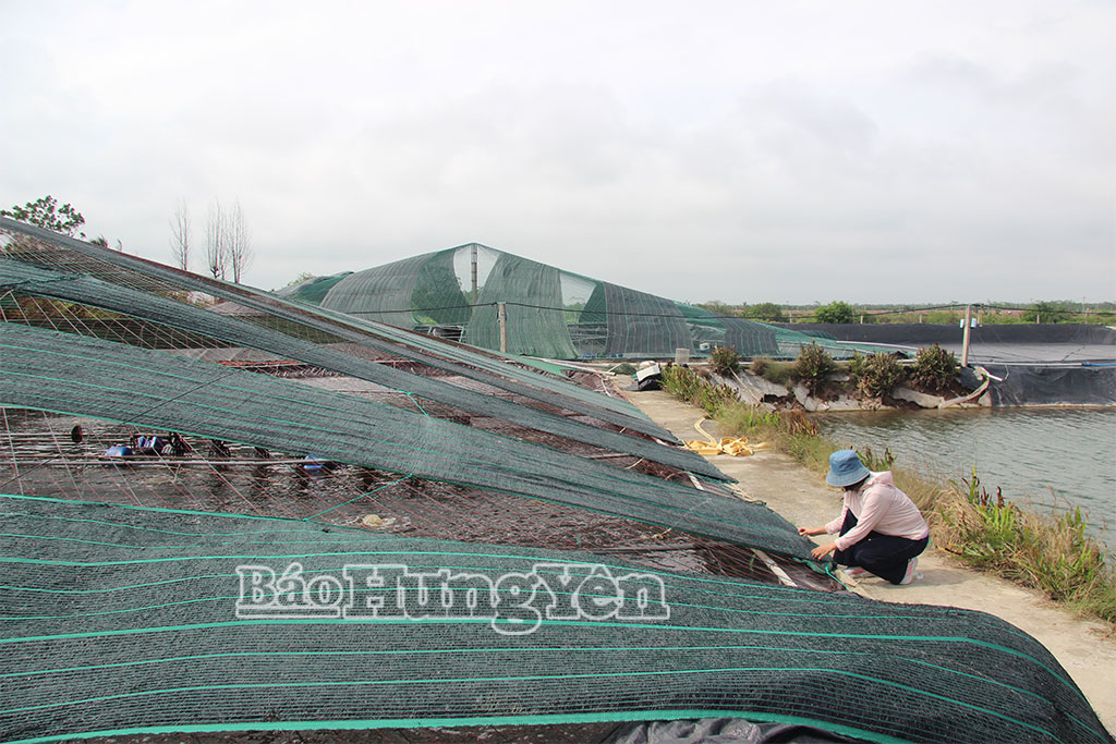 Bảo vệ diện tích nuôi thủy sản mùa nắng nóng