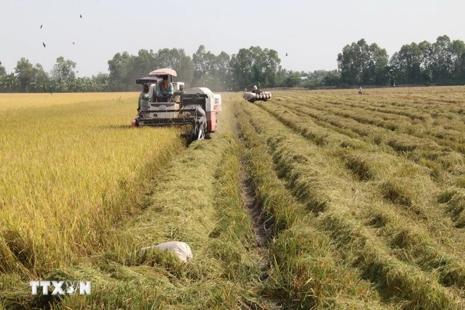 Thị trường nông sản tuần qua: Xuất khẩu gạo của cả nước đạt 6,16 triệu tấn