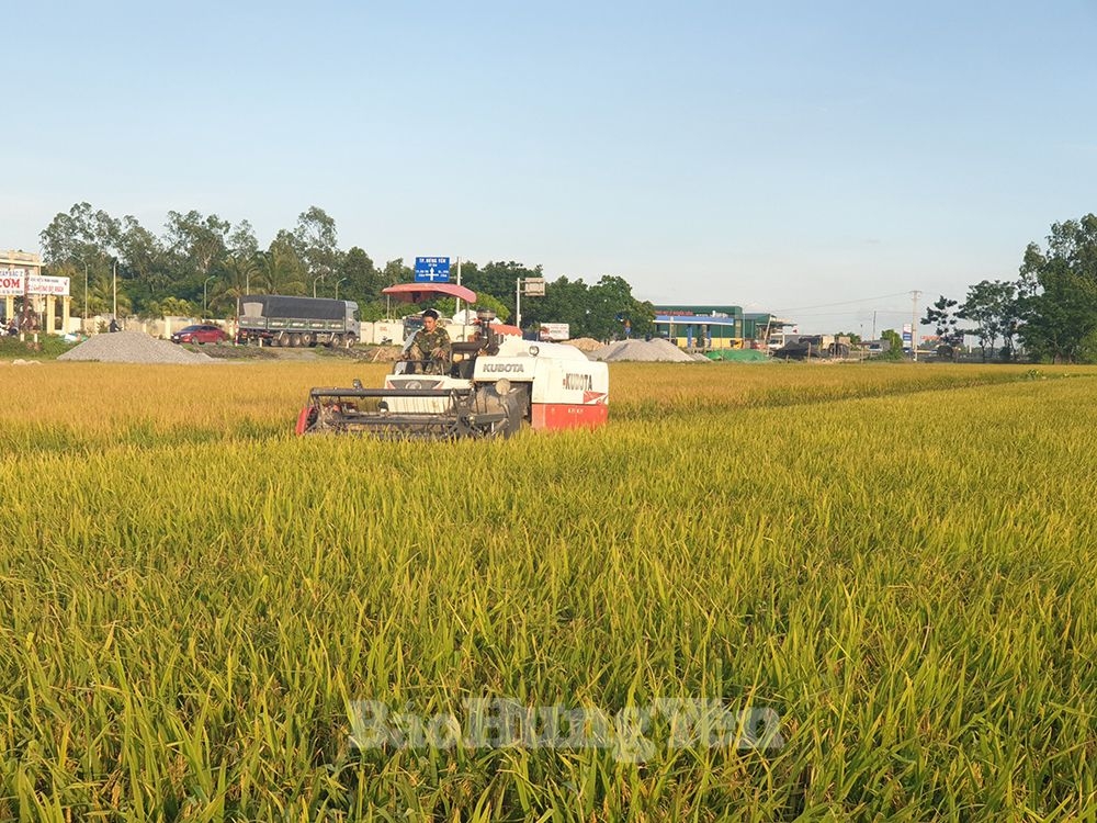 Nhộn nhịp ngày mùa