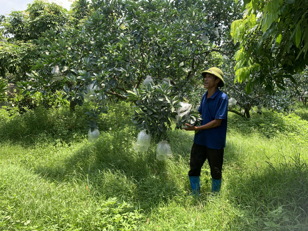 Người nông dân “bám đất” làm giàu