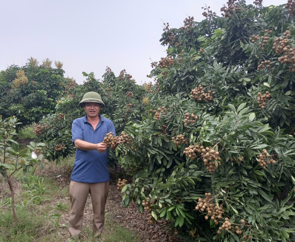 Nhãn chín sớm giá cao, dễ tiêu thụ