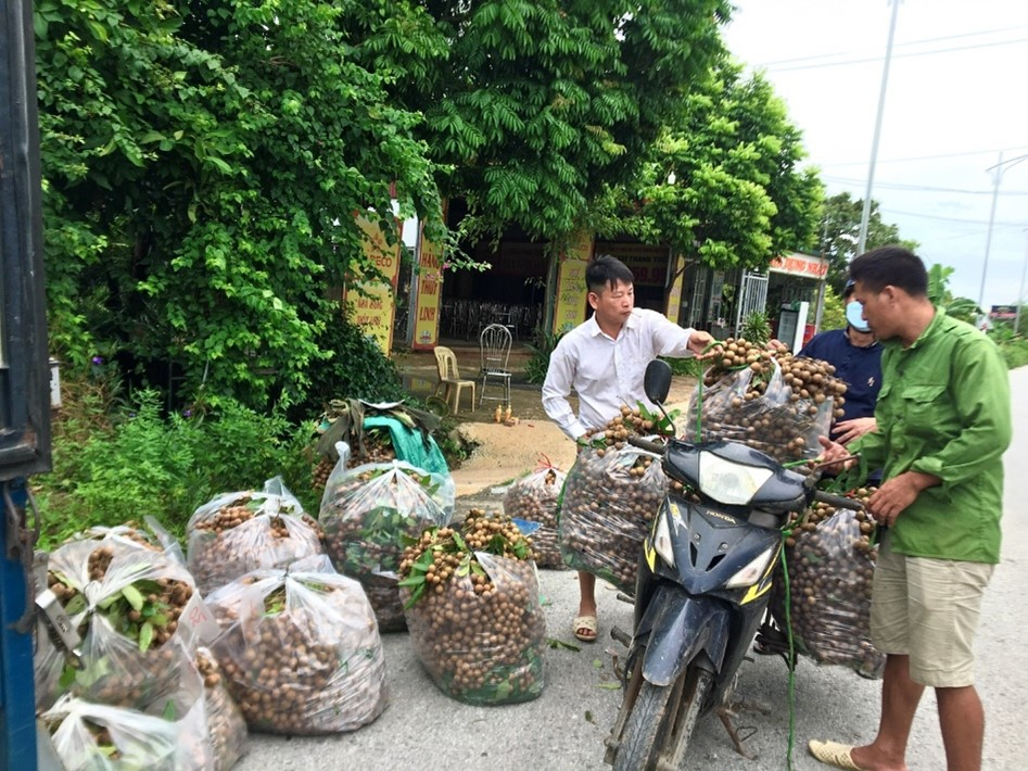 Khoái Châu vào vụ thu hoạch nhãn muộn