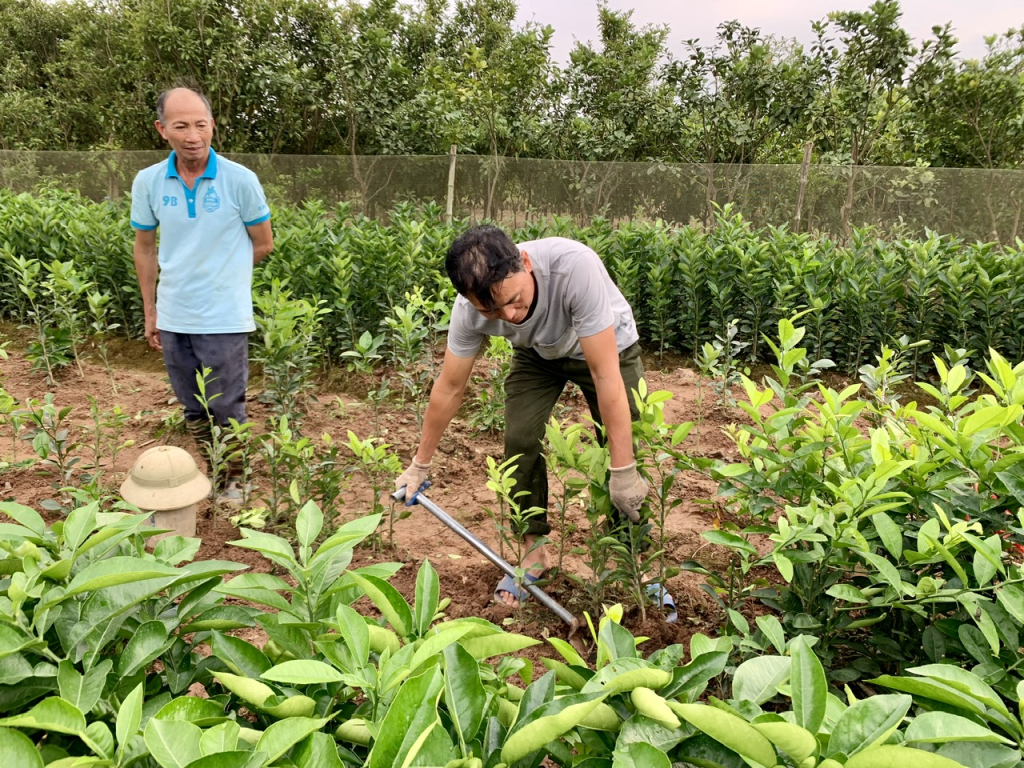 Khoái Châu: Nhộn nhịp mùa xuất bán cây giống