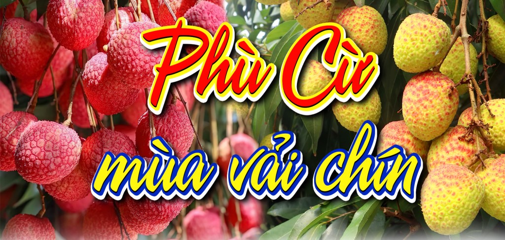 Phù Cừ mùa vải chín