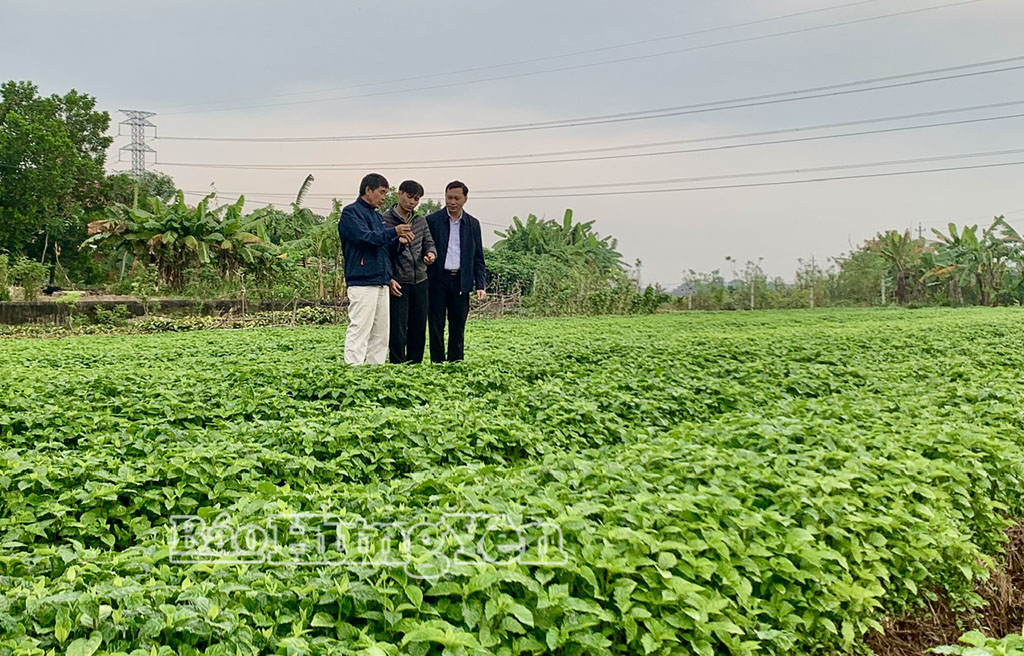 Xã Hưng Hà phát triển vùng trồng cây dược liệu