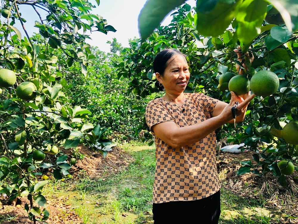 Nông dân huyện Phù Cừ thi đua sản xuất, kinh doanh giỏi