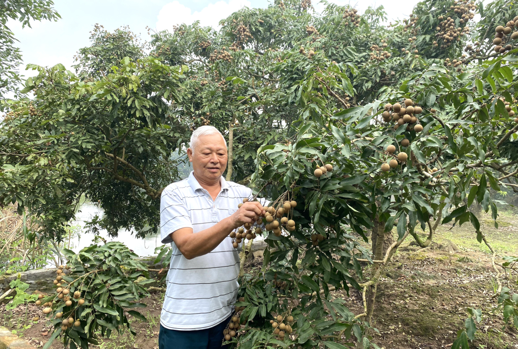 Thu hoạch nhãn chín sớm