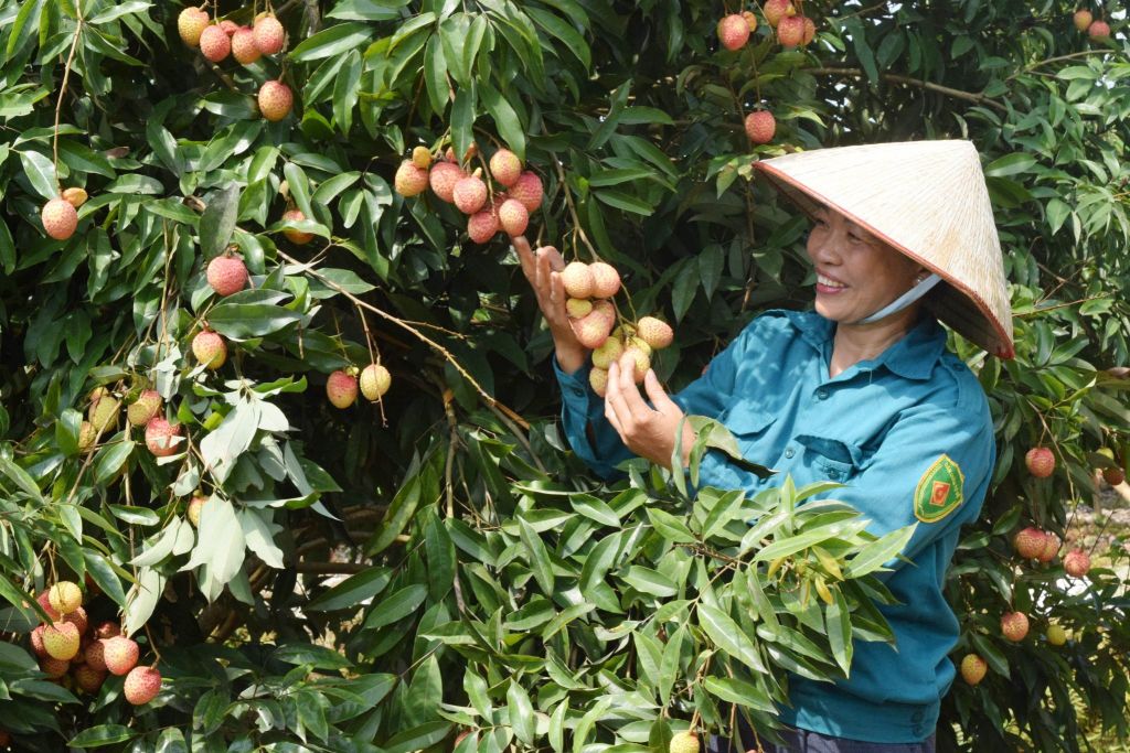 Thu hoạch vải lai chín sớm