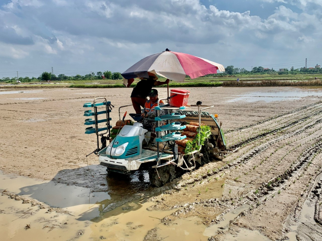 Xã Nhật Quang: Mở rộng diện tích lúa cấy bằng máy