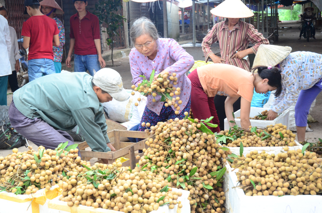 Hưng Yên mùa nhãn chín