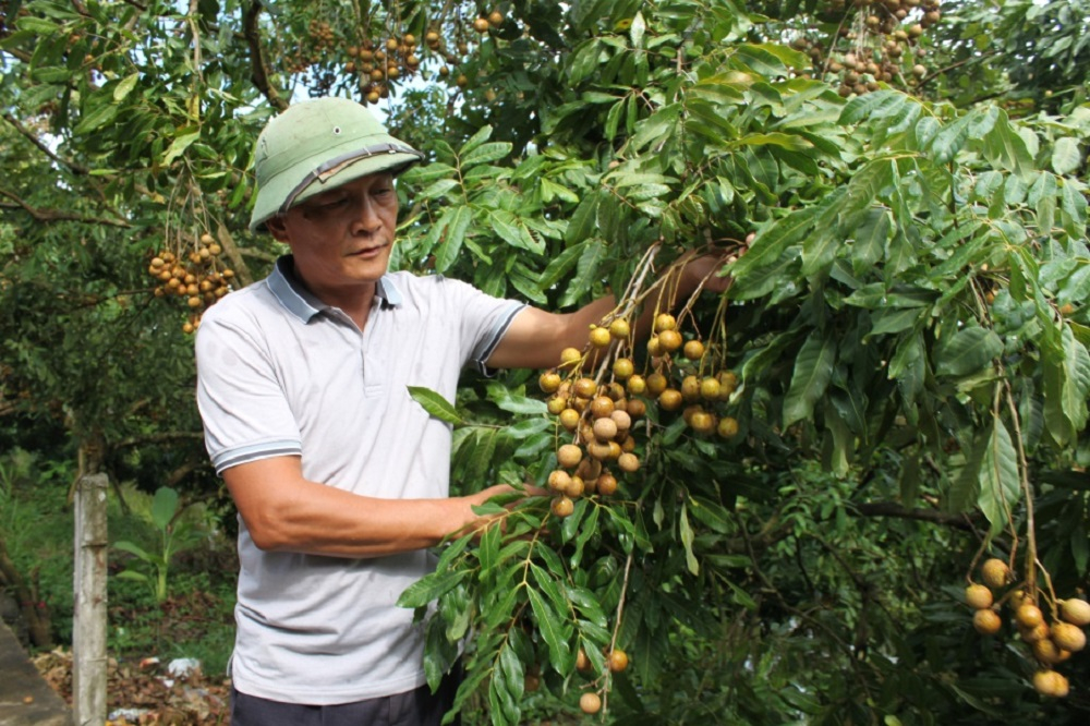 Ân Thi: Lưu giữ giống nhãn cổ đặc sản