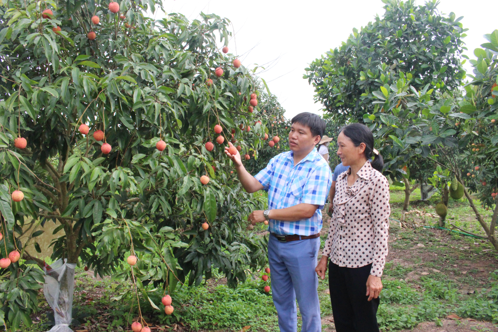 Mở rộng diện tích trồng cây ăn quả tập trung