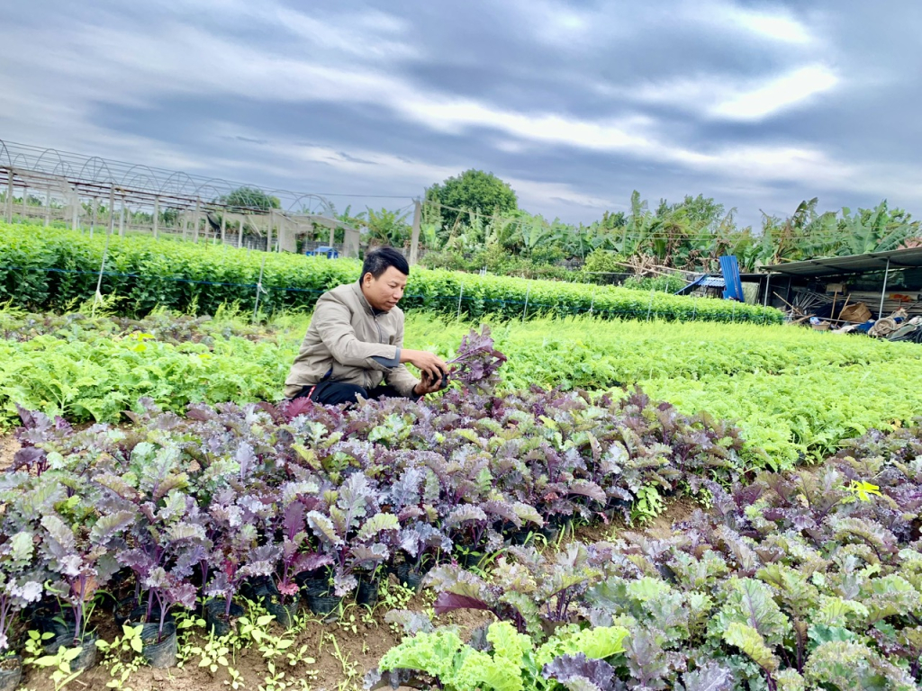 Làm giàu từ mô hình trồng đa canh rau màu