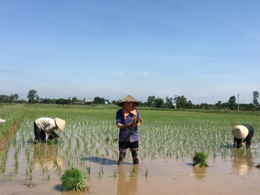 Một số hình ảnh nông dân các địa phương cấy lúa vụ mùa