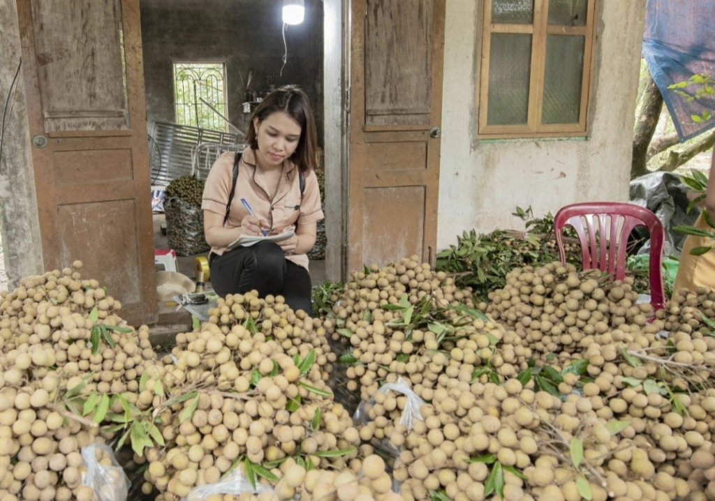 Thành phố Hưng Yên: Sản lượng nhãn ước đạt trên 10 nghìn tấn