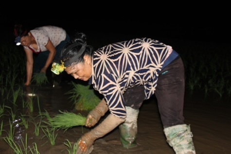 Nông dân thắp đèn đi cấy