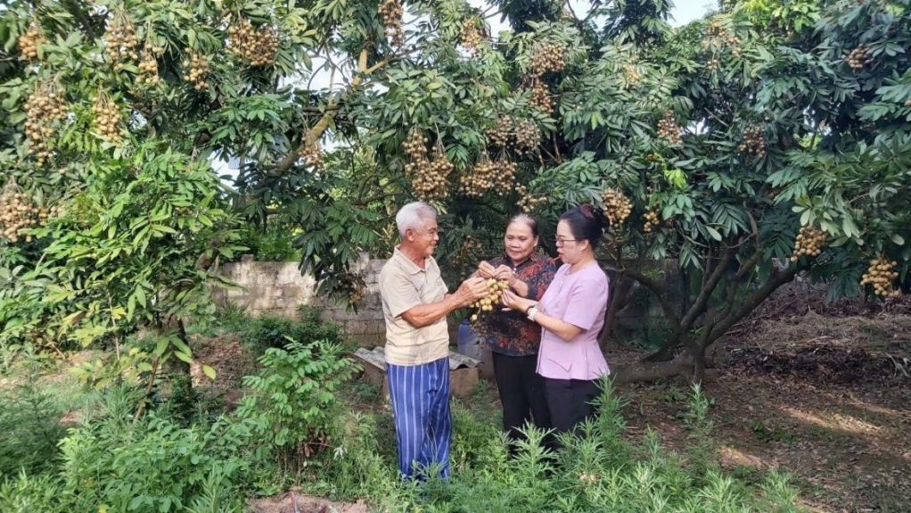 Thúc đẩy sản xuất, tiêu thụ “Nhãn lồng Hưng Yên hương vị tiến vua”