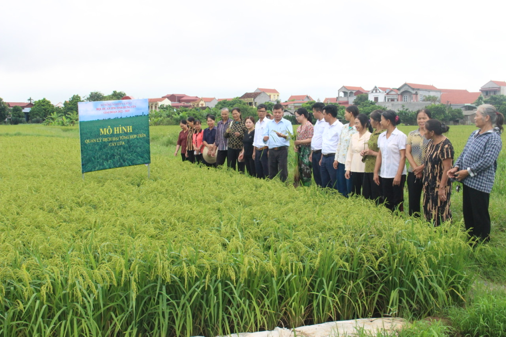 Đánh giá kết quả mô hình ứng dụng quản lý dịch hại tổng hợp IPM trên cây lúa vụ mùa