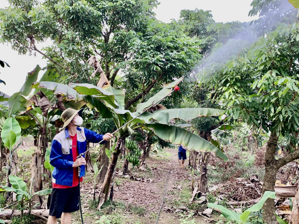 Nông dân chăm sóc nhãn thời kỳ ra hoa, đậu quả