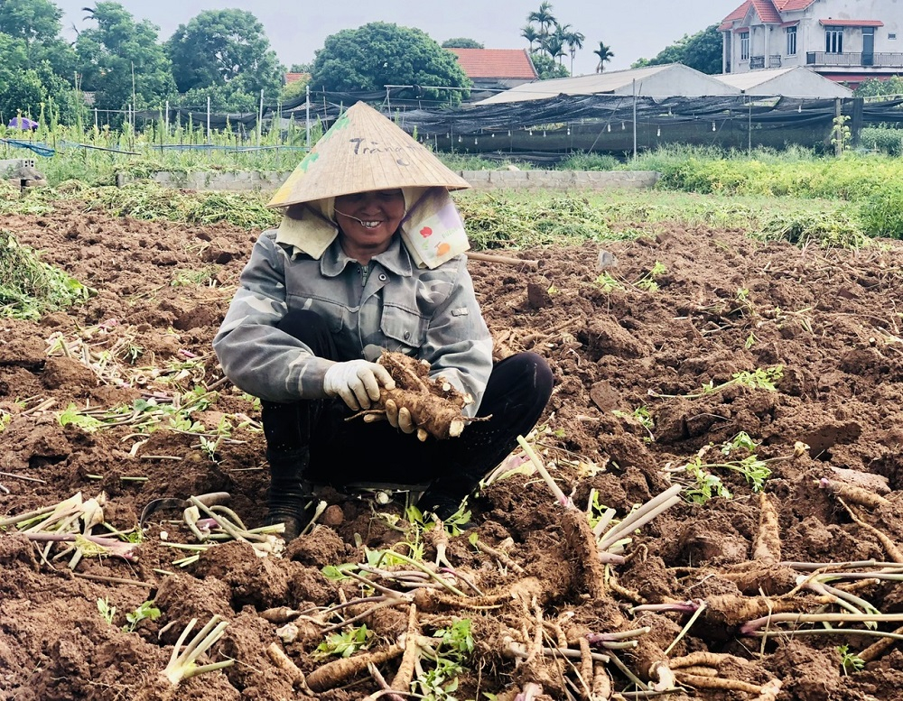 Cây dược liệu bạch chỉ trên đồng đất Thụy Lôi