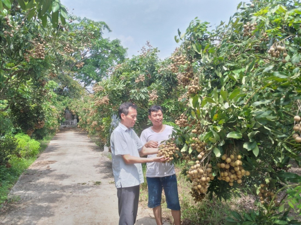 Thúc đẩy sản xuất, tiêu thụ “Nhãn lồng Hưng Yên hương vị tiến vua