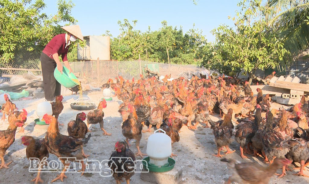 Trung tâm Khuyến nông tỉnh: Chuyển giao khoa học kỹ thuật gia tăng năng suất, chất lượng nông sản