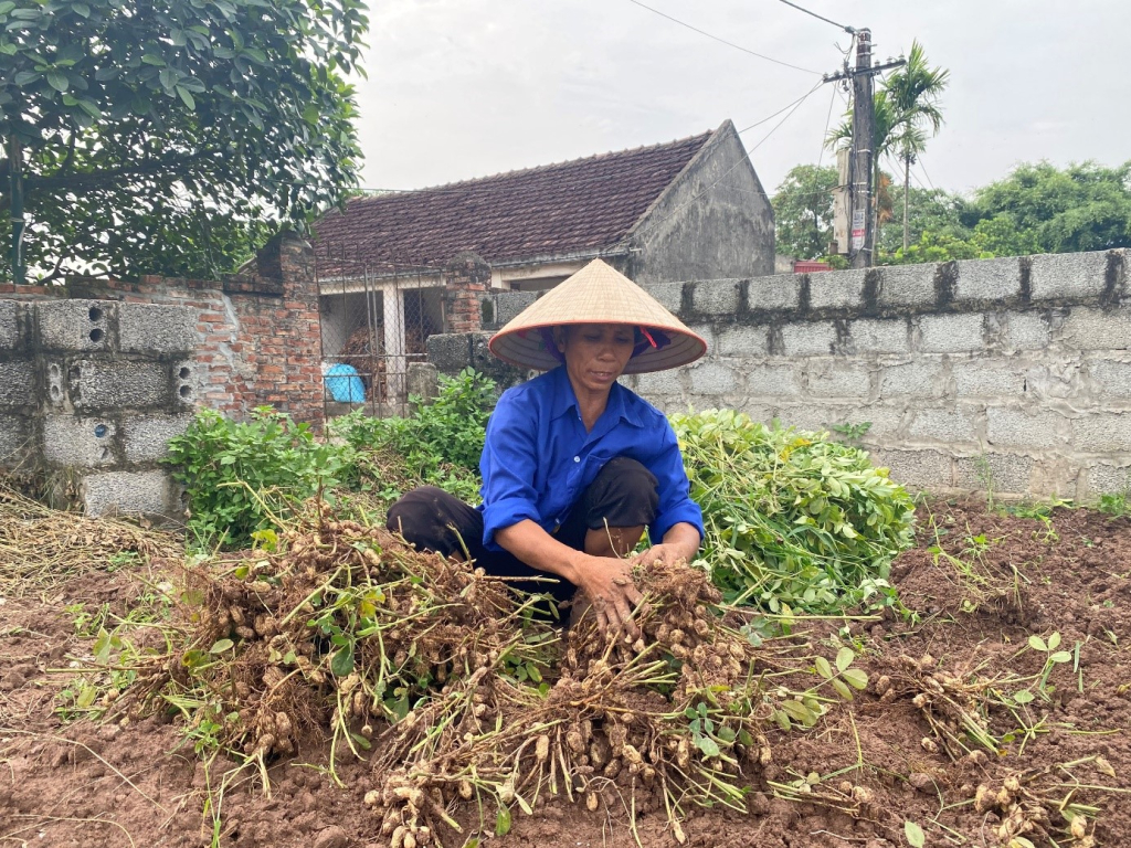 Cây lạc trên đồng đất Kim Động