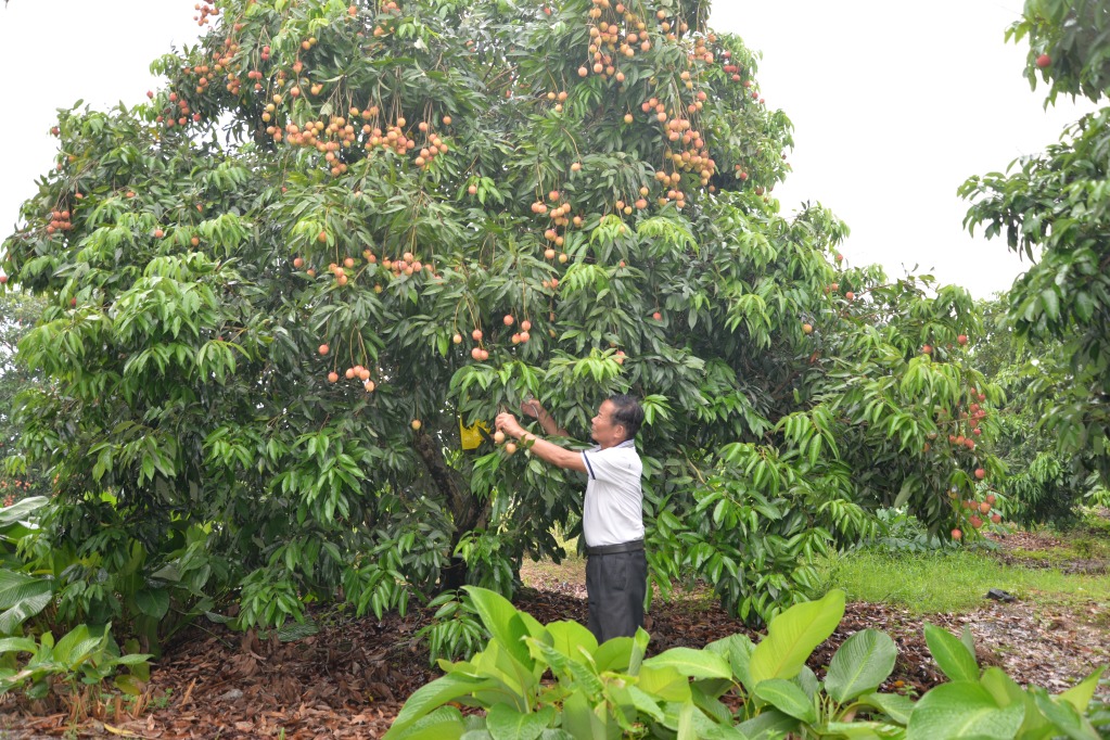 Cấp mã số vùng trồng cây ăn quả