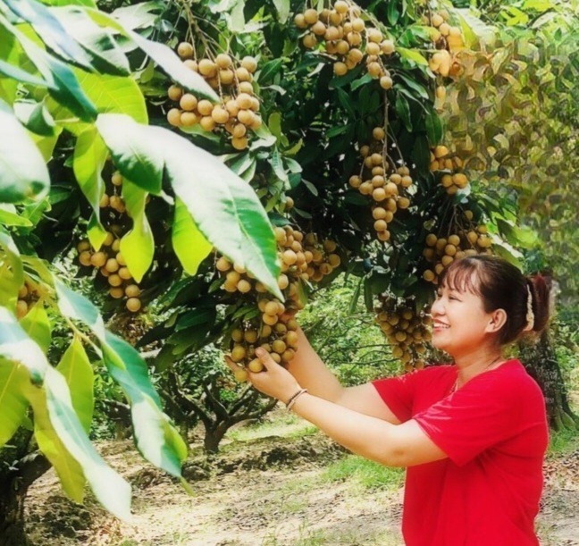 Thành phố Hưng Yên: Thu hoạch gần 4 nghìn tấn nhãn