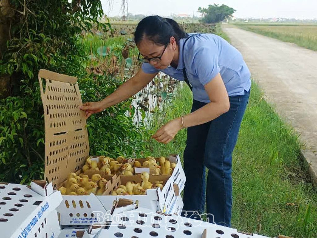 Chăn nuôi vịt thương phẩm an toàn sinh học