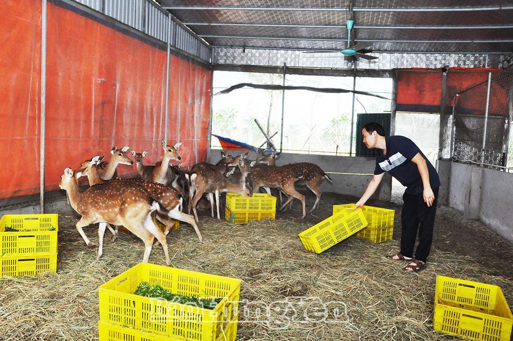 Xây dựng chi hội, tổ hội nông dân nghề nghiệp gắn với phát triển kinh tế