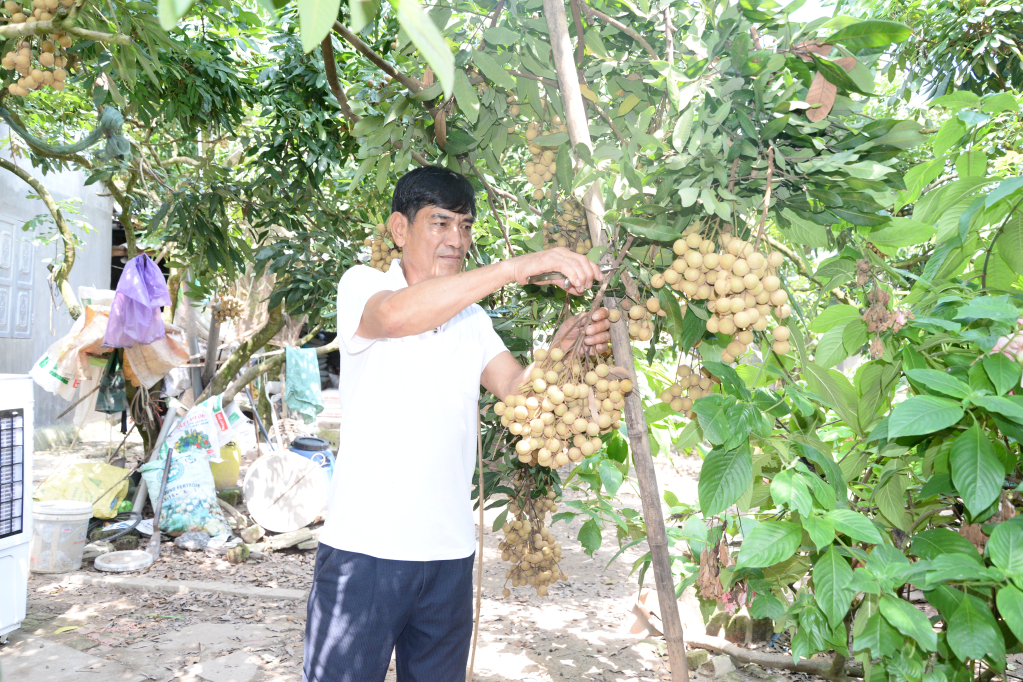 Thu hoạch nhãn trà sớm