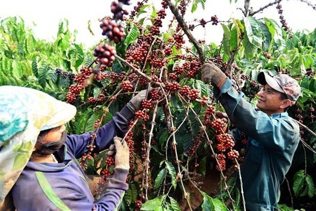 Nông sản Việt tham gia sâu hơn vào chuỗi cung ứng nông sản toàn cầu