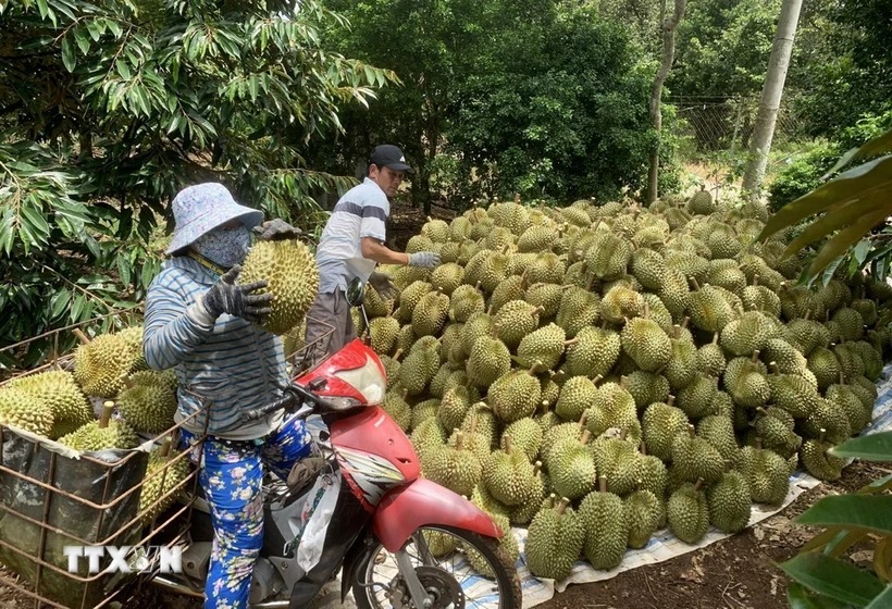 Thúc đẩy liên kết chuỗi trong sản xuất nông nghiệp hữu cơ