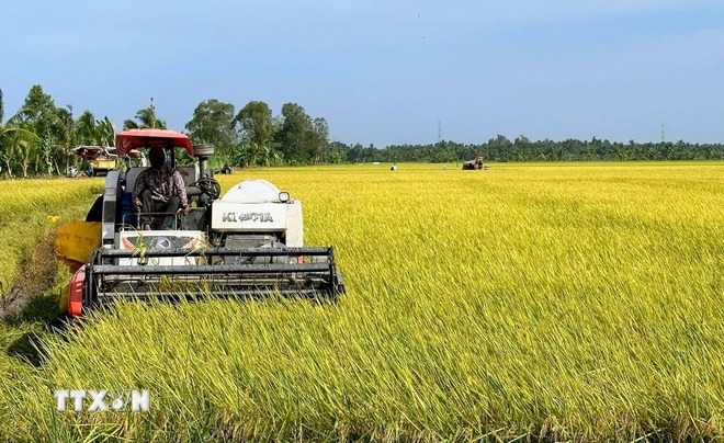 Viện Nghiên cứu Lúa gạo quốc tế quan tâm tới Đề án 1 triệu ha lúa chất lượng cao