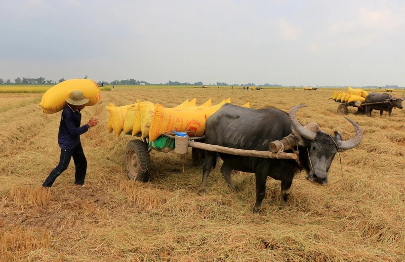 Lúa Đông Xuân sớm được giá cao, lãi từ 40-60 triệu đồng mỗi ha