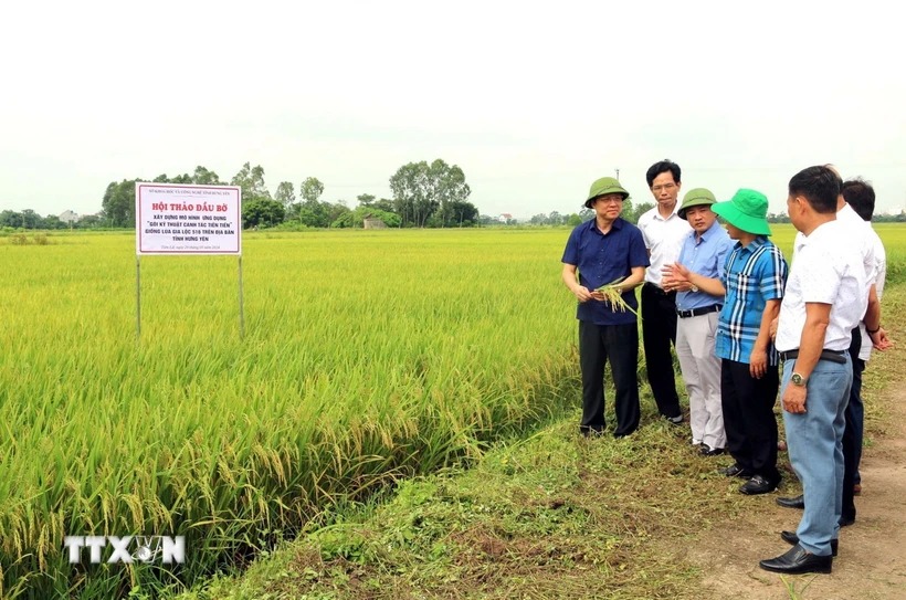 Hưng Yên: Ứng dụng kỹ thuật canh tác tiên tiến trên giống lúa mới Gia Lộc 516