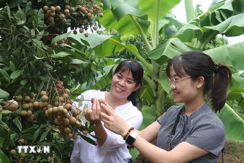 'Thủ phủ nhãn lồng' Hưng Yên nhân rộng các giống nhãn đặc sản quý hiếm