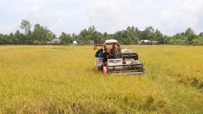 Một triệu hecta lúa chất lượng cao: Luồng gió mới cho sản xuất lúa gạo