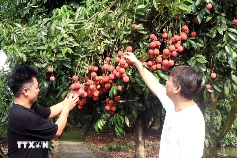 Vải trứng Hưng Yên đắt khách, dù được bán với giá khá cao